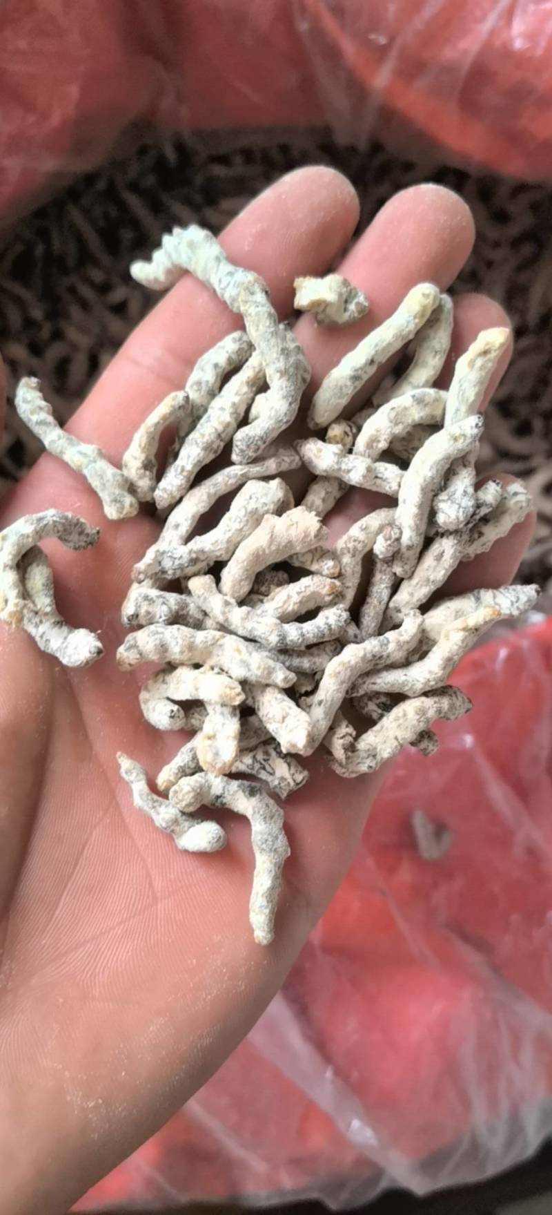 僵蚕，统货，关书药业，批发中药材规格齐全品质