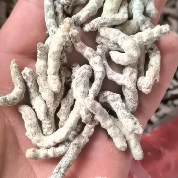 僵蚕，统货，关书药业，批发中药材规格齐全品质