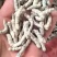 僵蚕，统货，关书药业，批发中药材规格齐全品质
