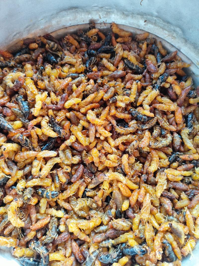 贵州大方县蜂蛹，鲜活油炸，水分足干金黄香脆每袋一斤装包邮