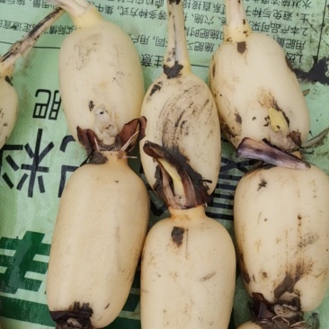 精品莲藕，2024新田莲藕，白嫩无诱，脆甜爽口，基地种植