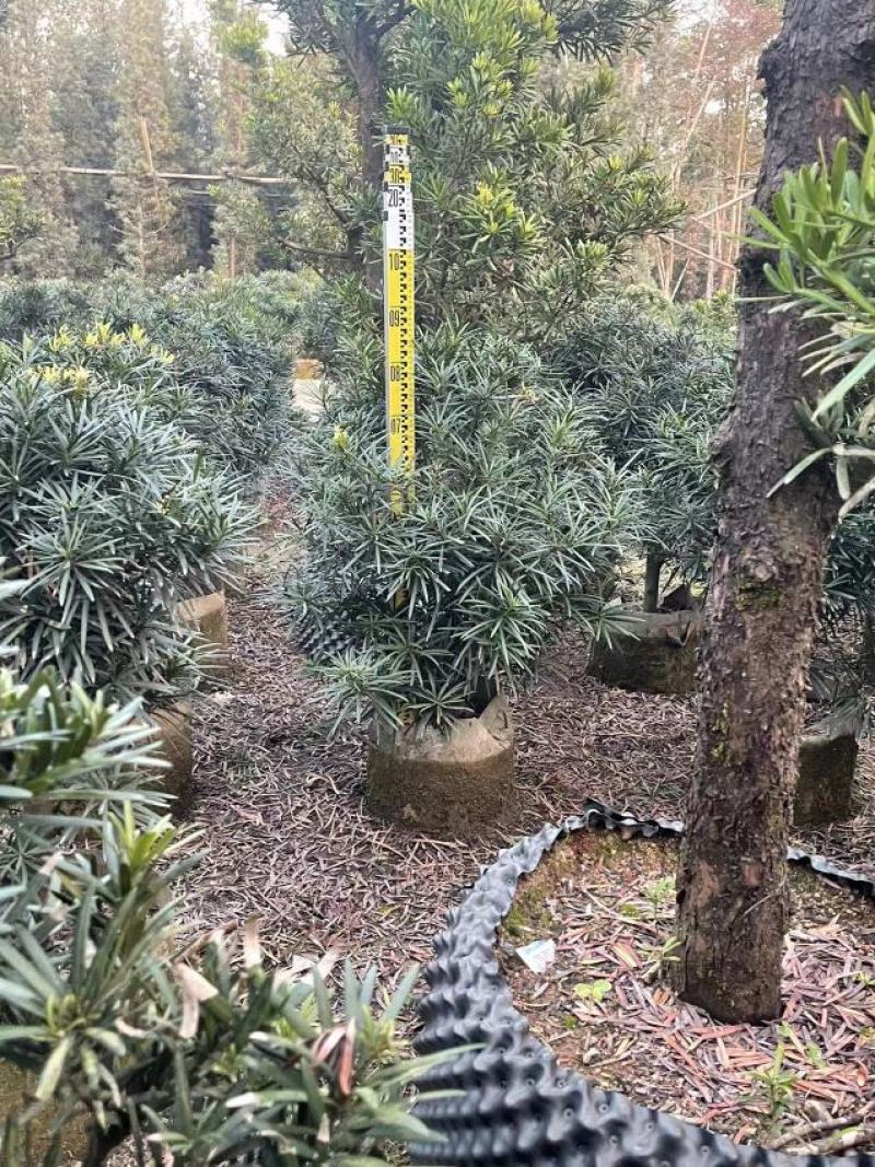 30/100米高的罗汉松