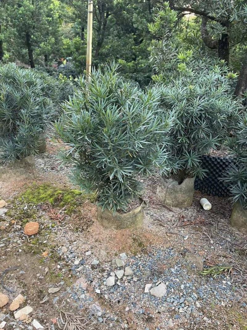 30/100米高的罗汉松