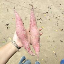 西瓜红红薯，自己家种的，软糯香甜，