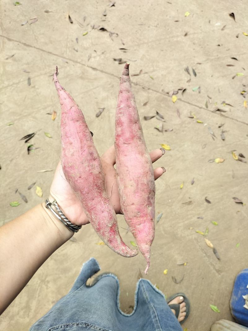 西瓜红红薯，自己家种的，软糯香甜，