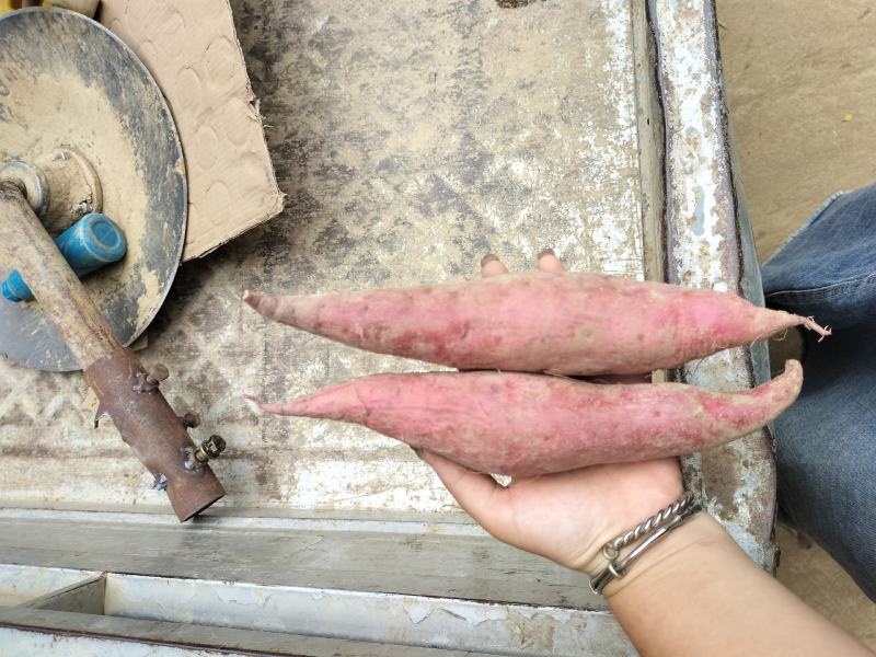 西瓜红红薯，自己家种的，软糯香甜，