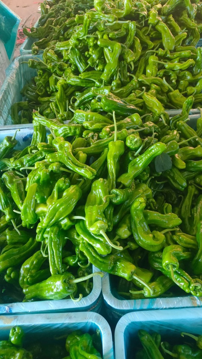 薄皮椒苏椒五号，芜湖椒诚信合作货源充足