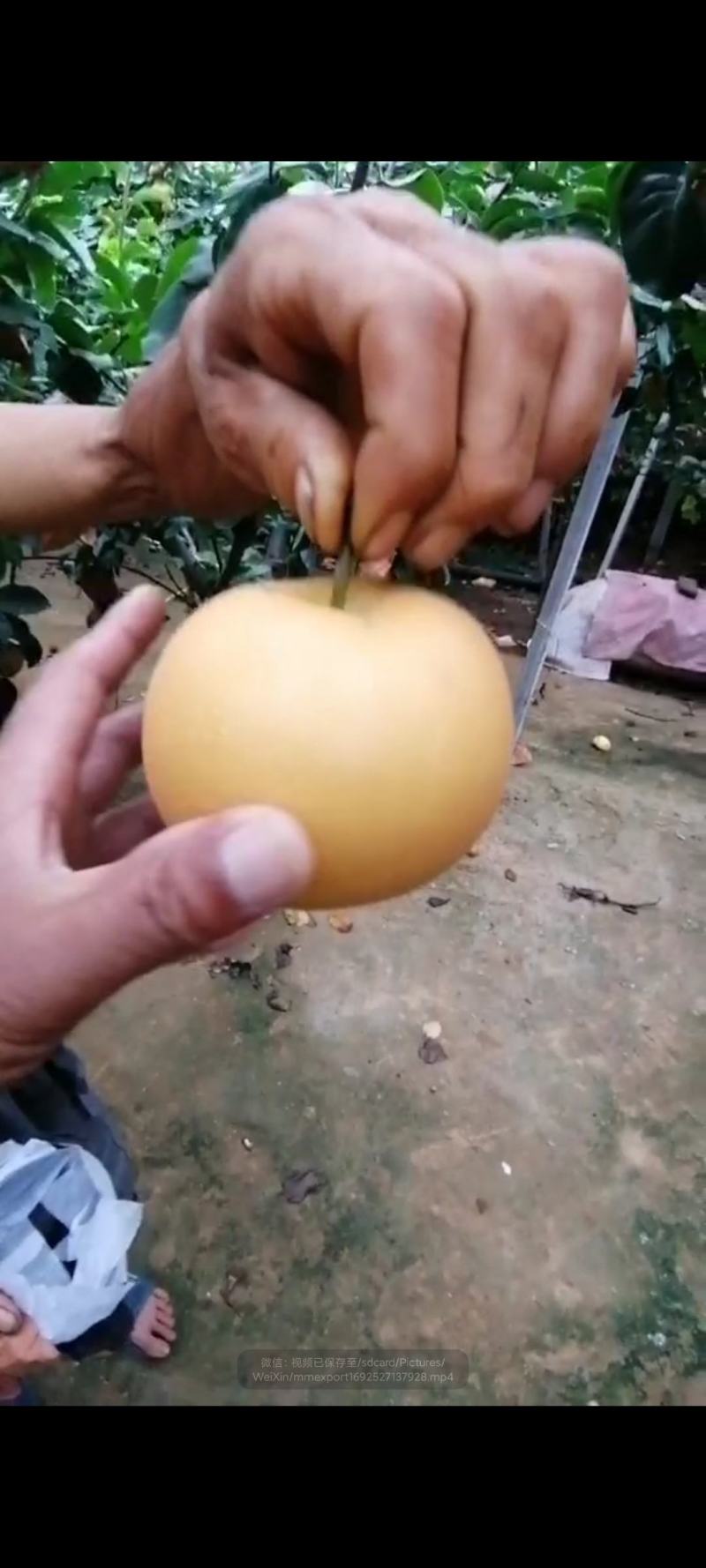 泰山精品秋月梨