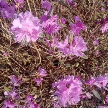 家养杜鹃，干枝杜鹃水培花