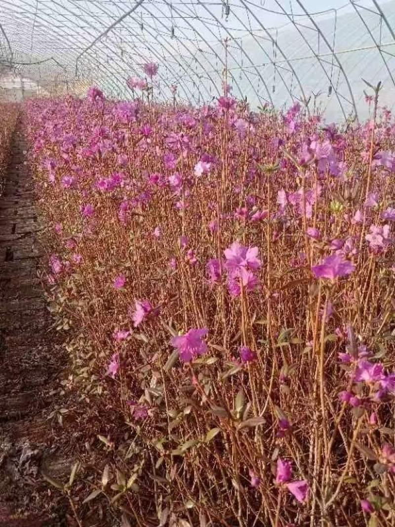家养杜鹃，干枝杜鹃水培花