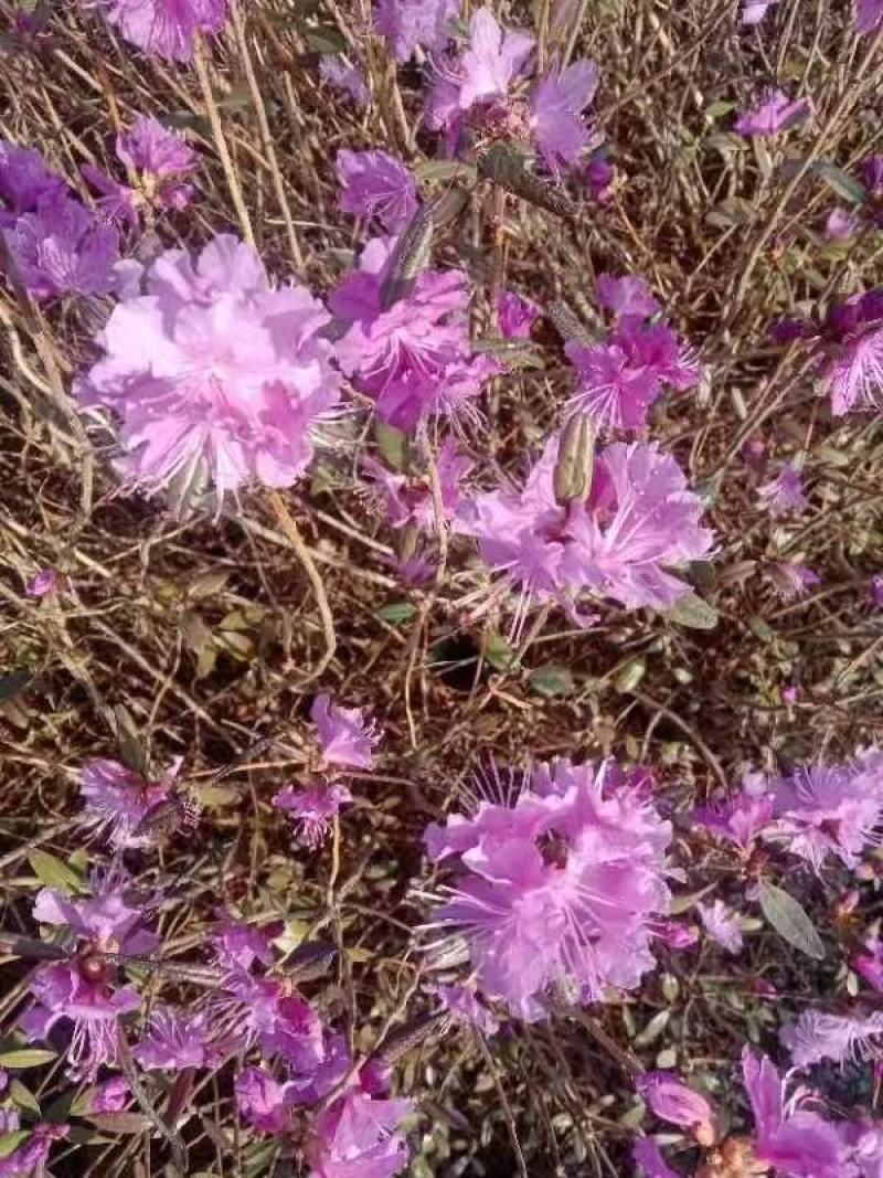 家养杜鹃，干枝杜鹃水培花