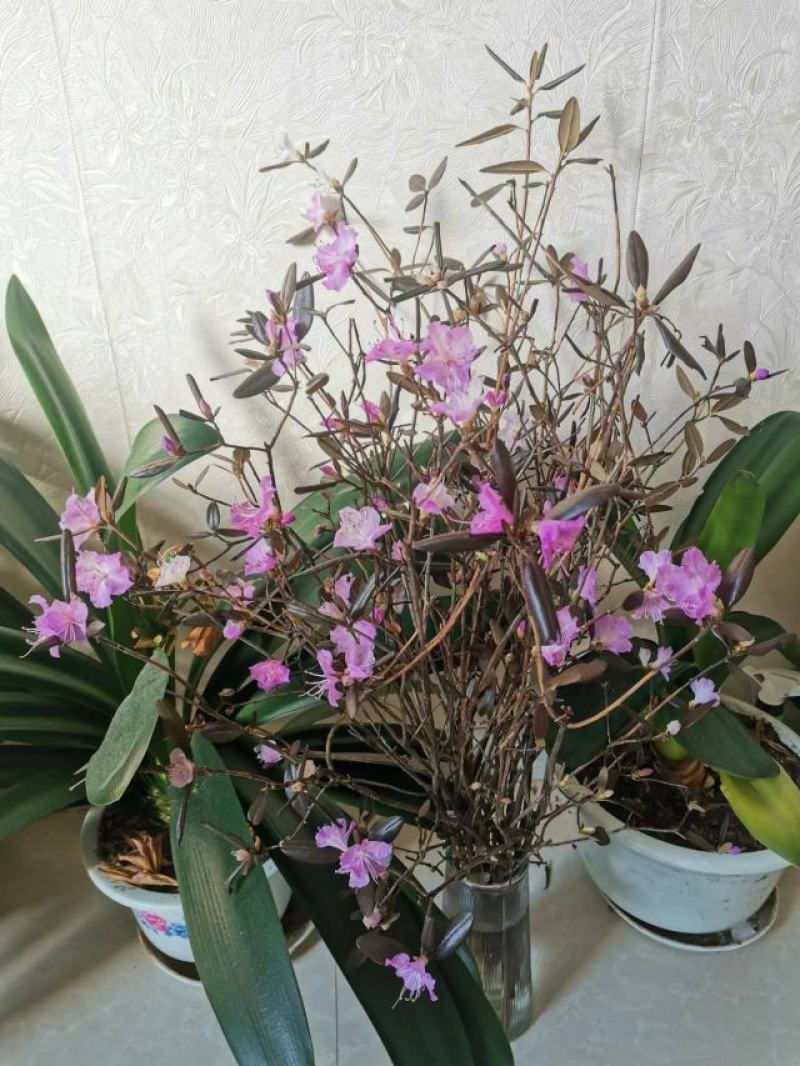 家养杜鹃，干枝杜鹃水培花