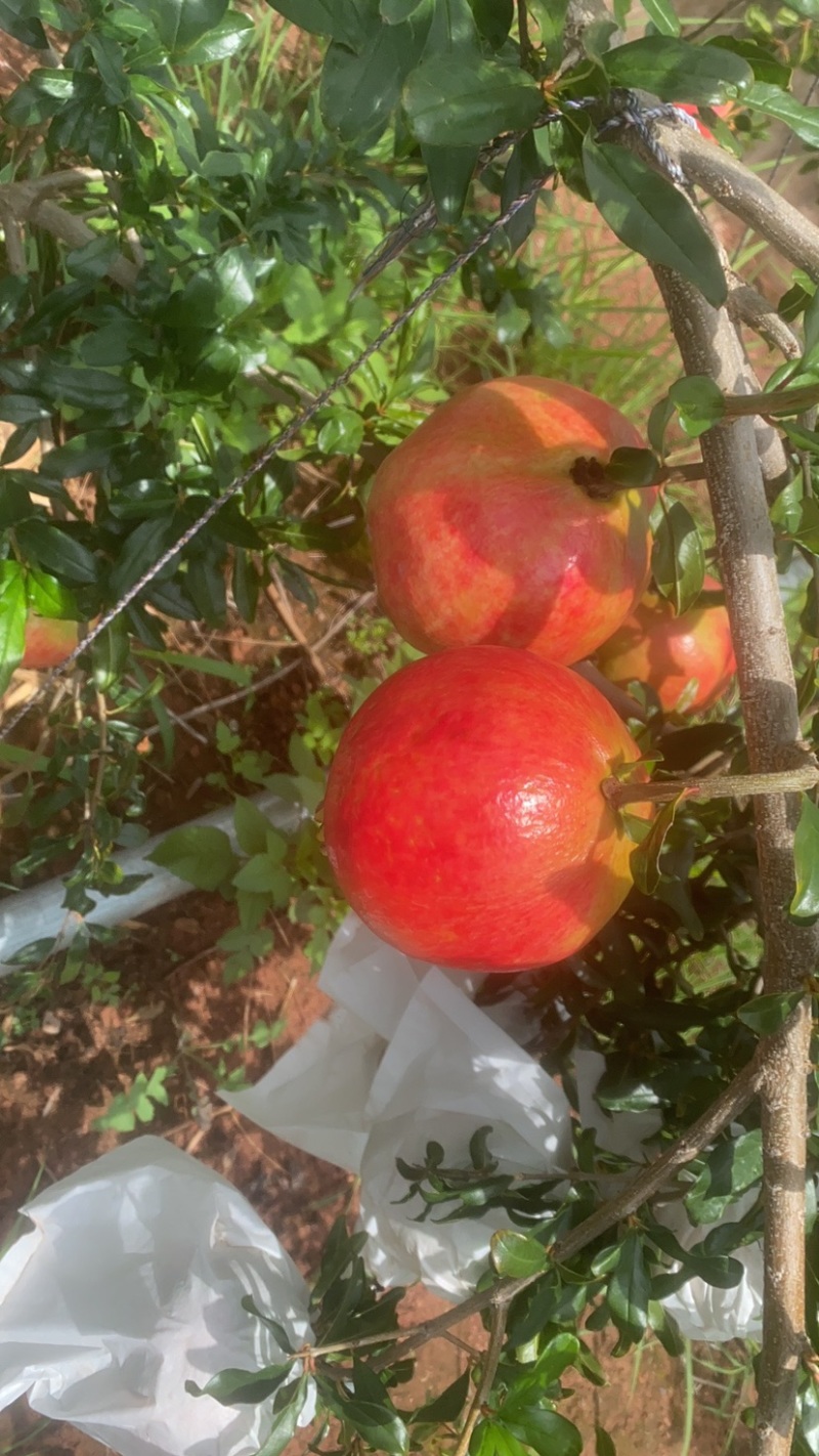突尼斯软子石榴