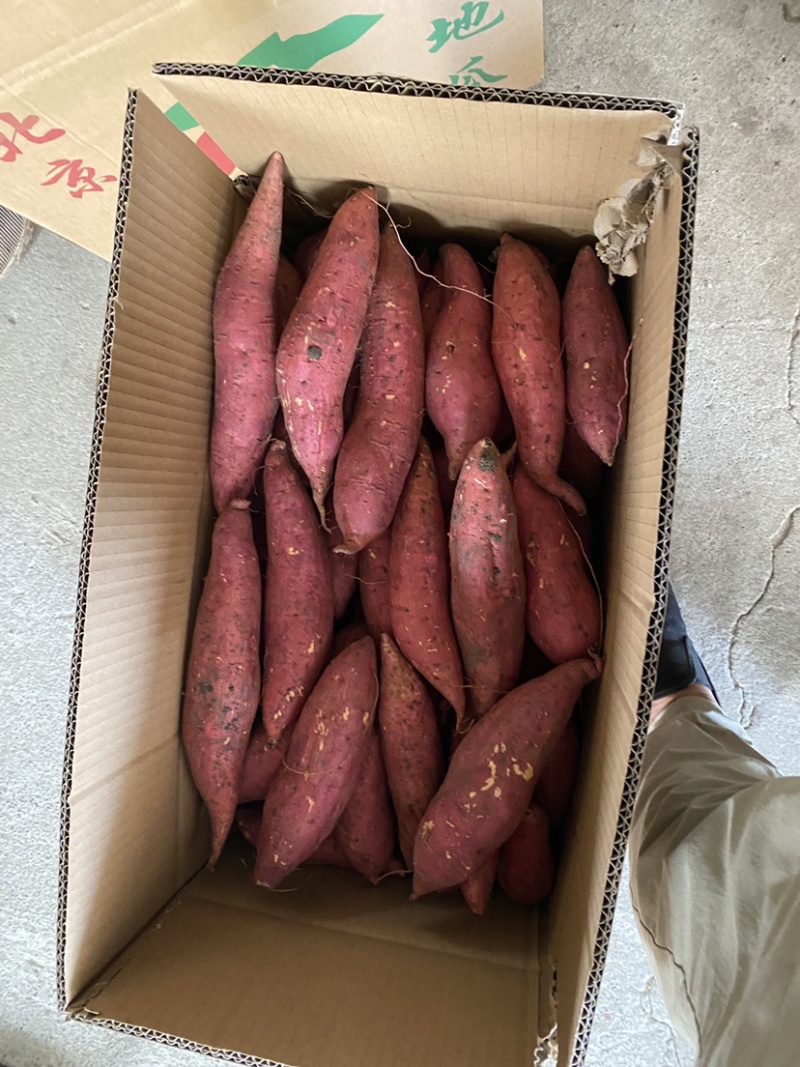 精品西瓜红蜜薯，基地直发，价格优惠，质量保证