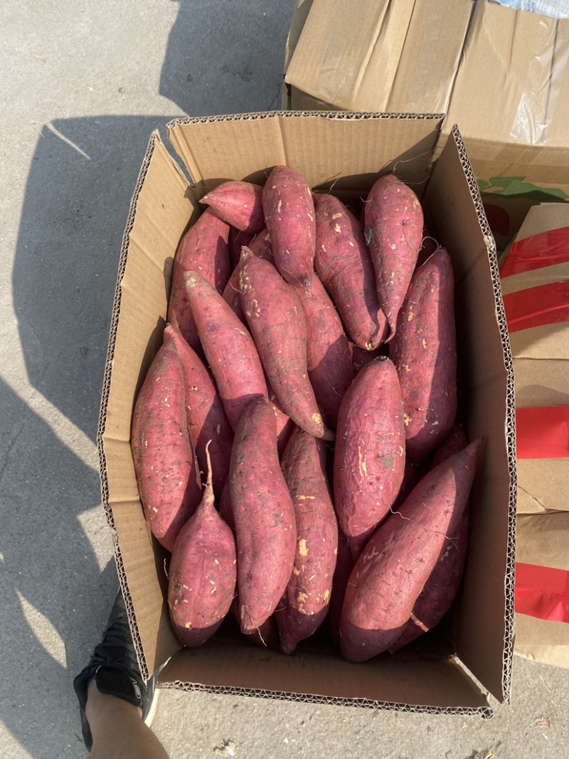 精品西瓜红蜜薯，基地直发，价格优惠，质量保证