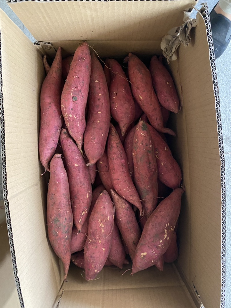精品西瓜红蜜薯，基地直发，价格优惠，质量保证