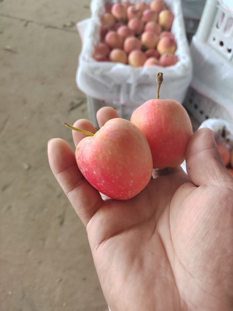 鸡心果