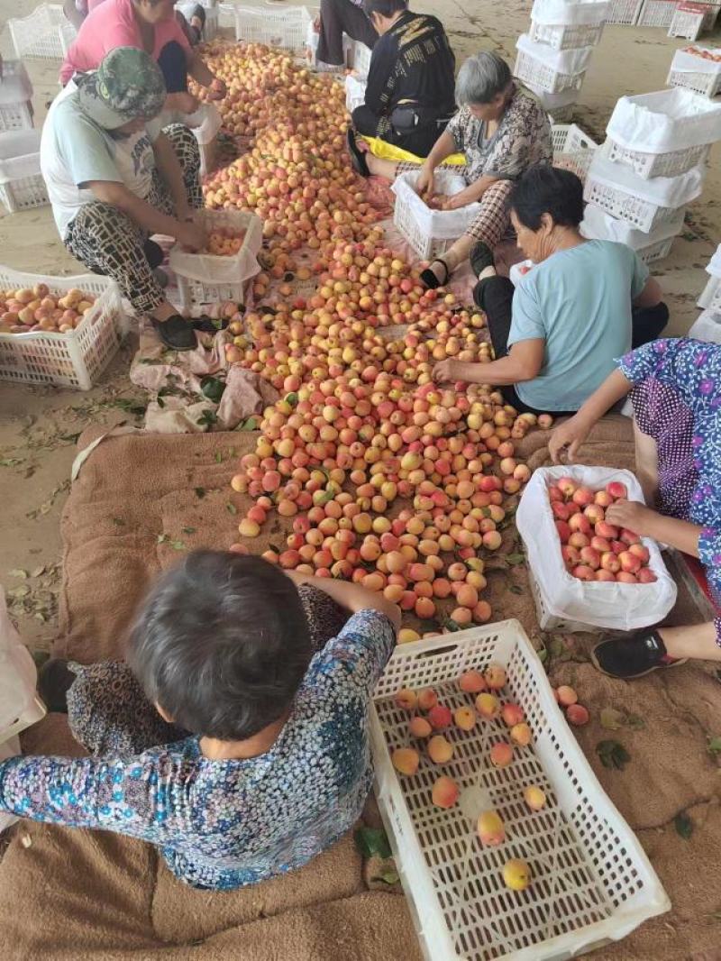 鸡心果