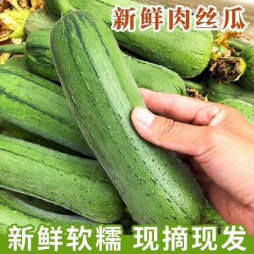 首单补贴]新鲜肉丝瓜短丝瓜青皮丝瓜大量上市全国发货
