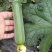 首单补贴]新鲜肉丝瓜短丝瓜青皮丝瓜大量上市全国发货