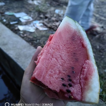 本地贵妃红肉西瓜