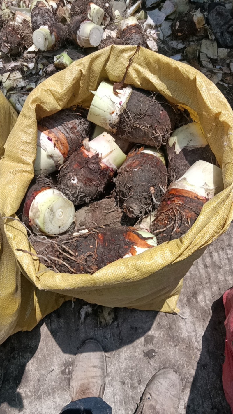 福建长汀槟榔芋头，精品货源，品质保障，农家种植