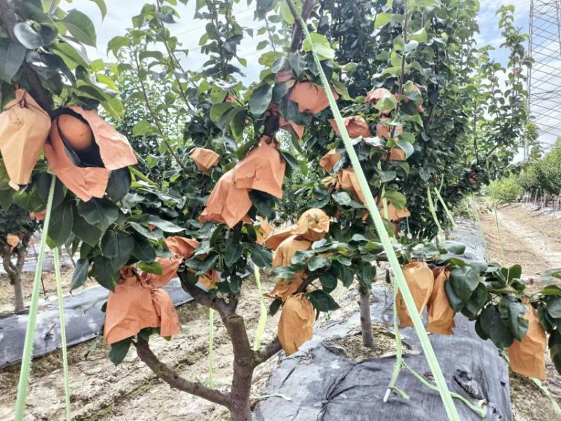 第一代新玉秋月梨翠玉批发82-518开始上市销售