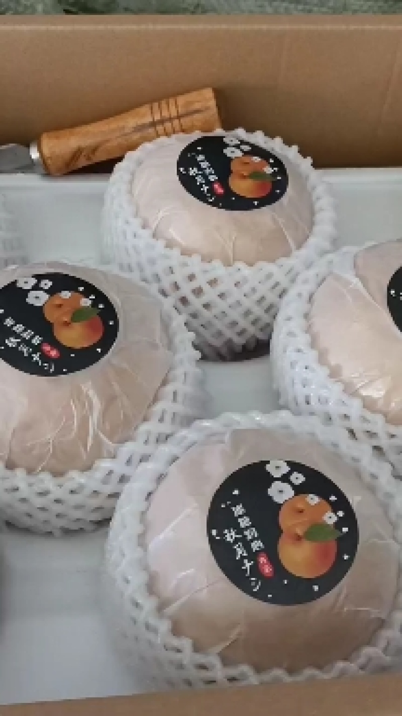 第一代新玉秋月梨翠玉批发82-518开始上市销售