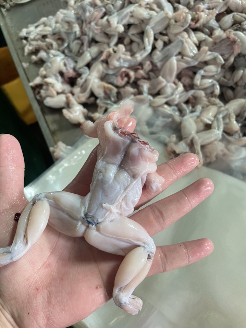 新鲜牛蛙现杀【小只规格】【冷冻/冰鲜】厂家直销一手货源