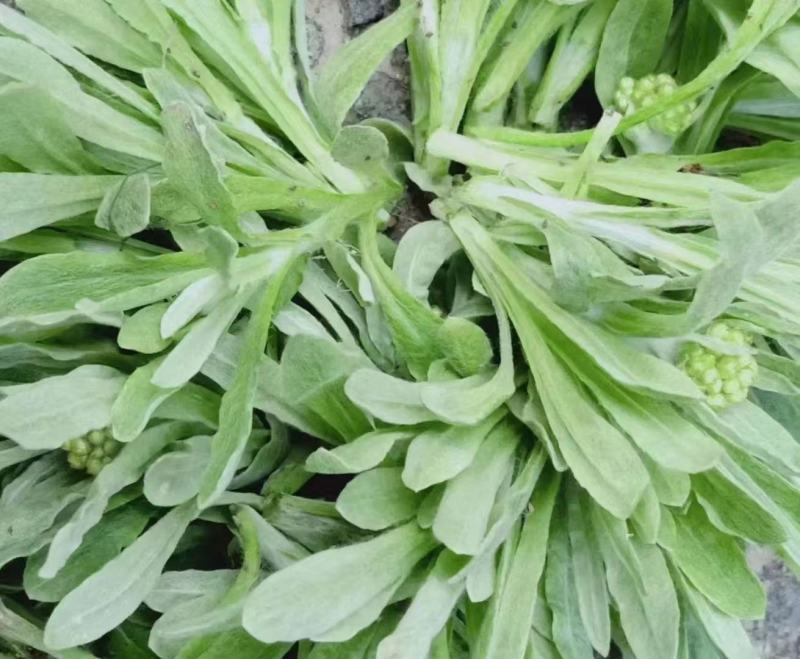 清明菜粑粑