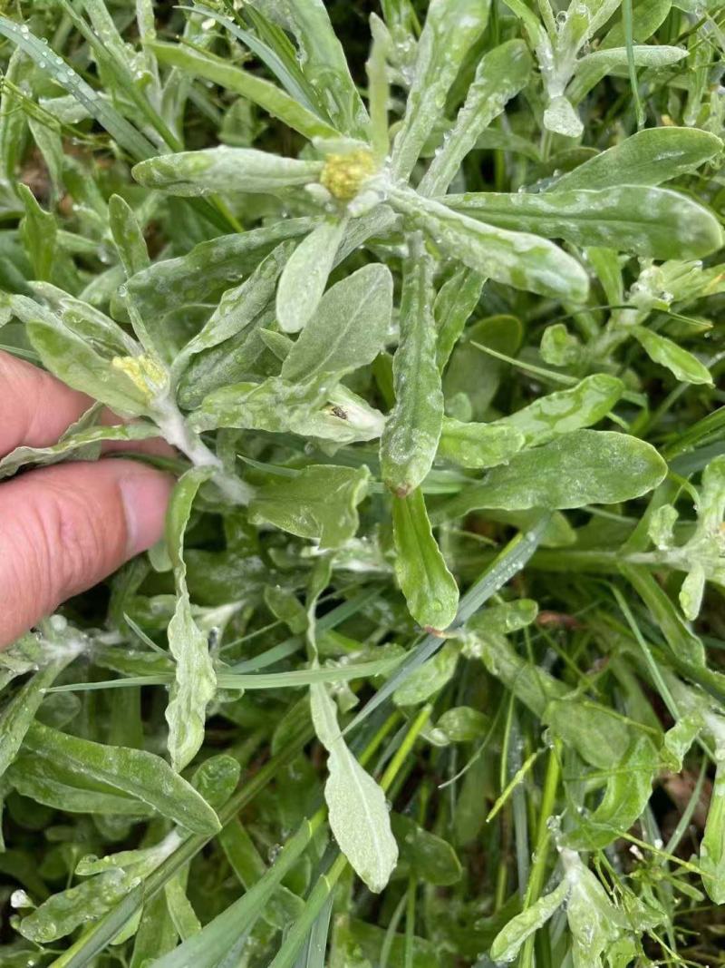 清明菜粑粑