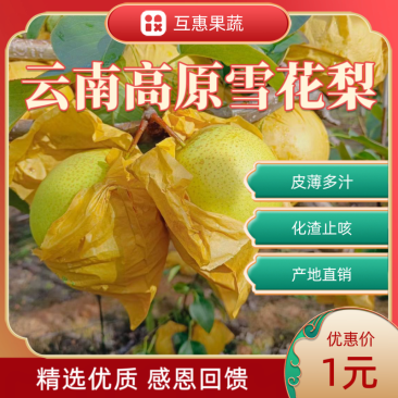 云南红河皇壹甜直供翡翠冰梨，对接全国电商市场客户