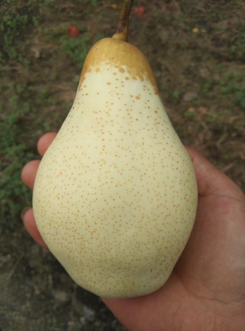 黄冠梨六两起步