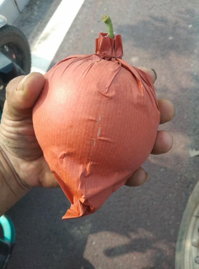 黄冠梨六两起步
