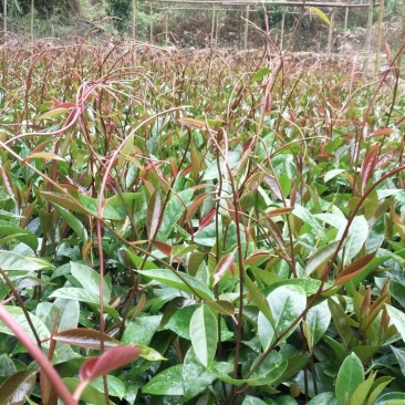 黑老虎苗布福娜冷饭团广西大瑶山黑老虎果苗优质果苗产地直销