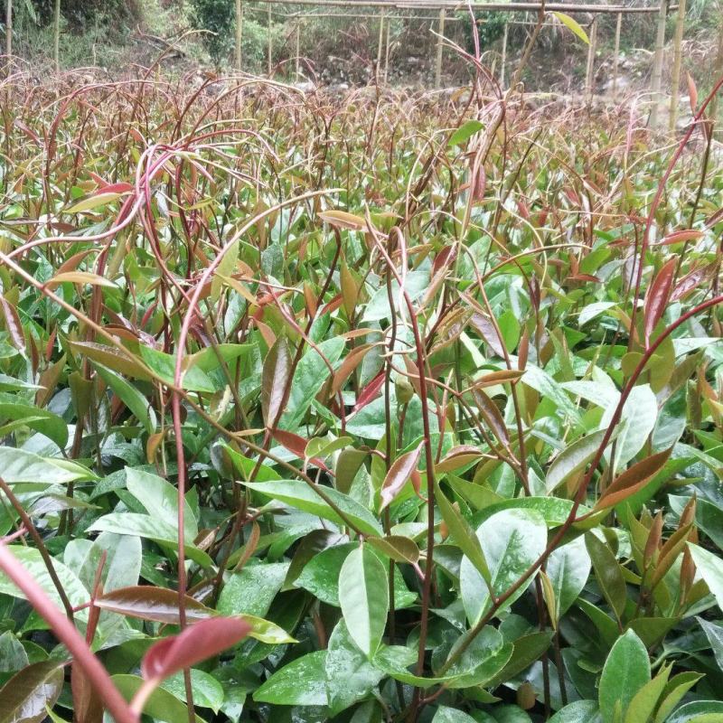 黑老虎苗布福娜冷饭团广西大瑶山黑老虎果苗优质果苗产地直销