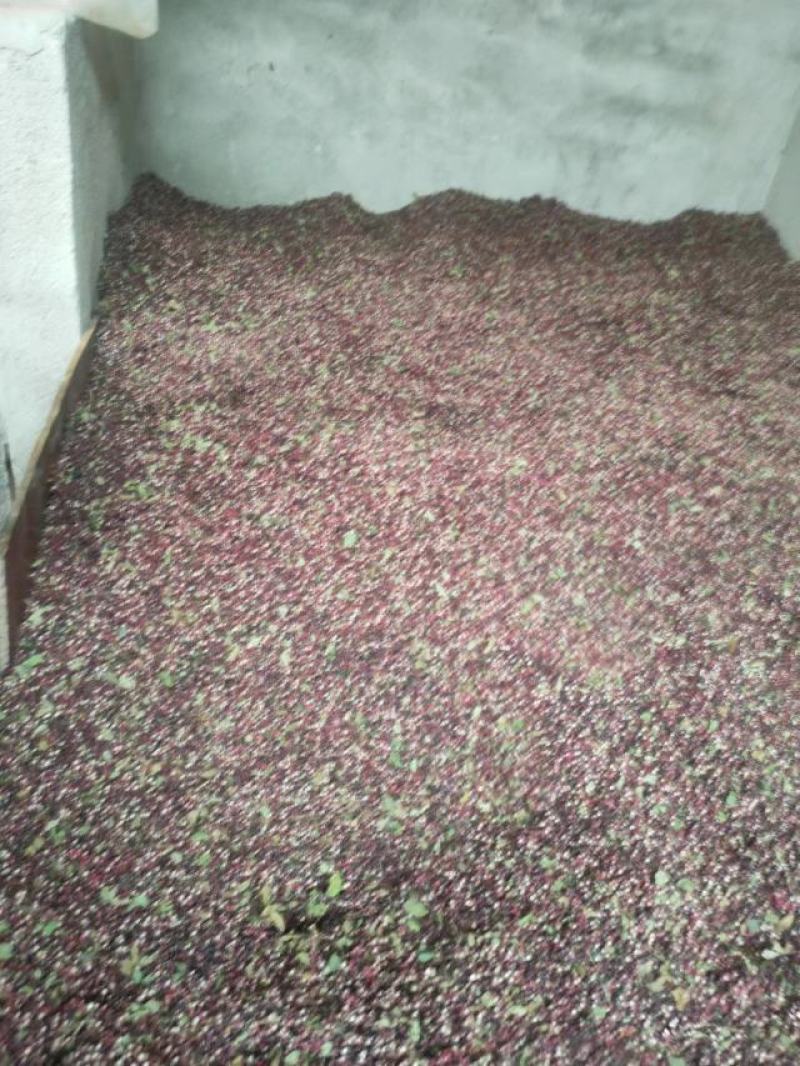 干花椒又香又麻需要的老板看过来