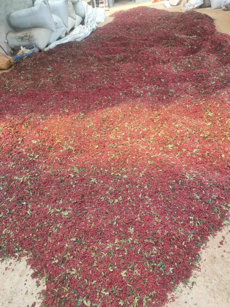 干花椒又香又麻需要的老板看过来