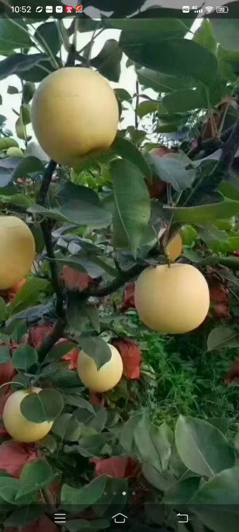 博望黄金梨