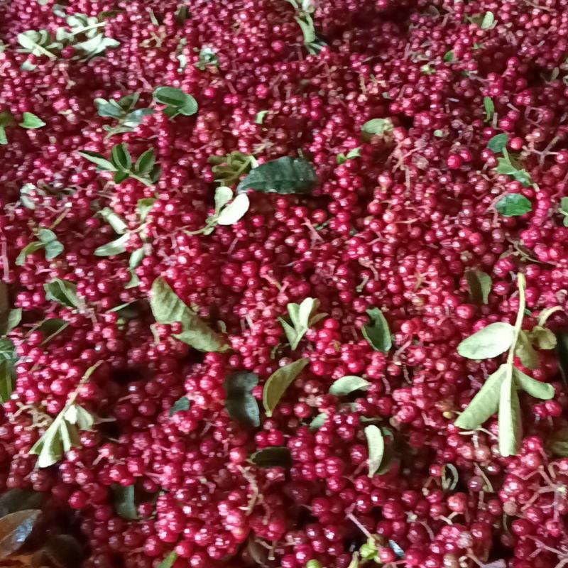 干花椒又香又麻需要的老板看过来