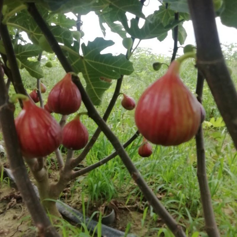 无花果正在热销中，个头大，甜度高，