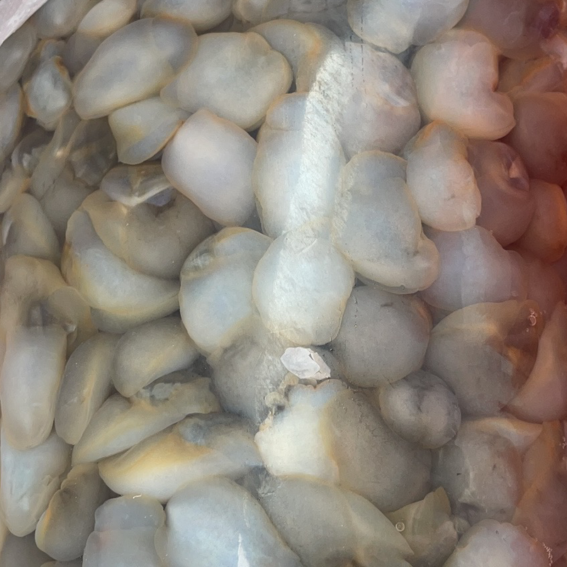 鲜活泥螺吐沙发货新鲜海鲜水产大个泥溜子生泥螺黄泥螺带壳