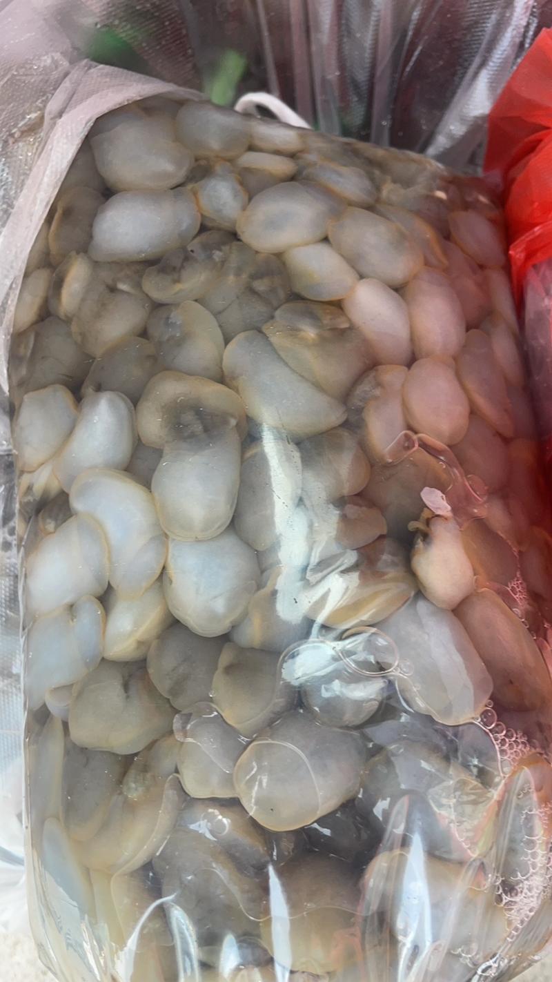 鲜活泥螺吐沙发货新鲜海鲜水产大个泥溜子生泥螺黄泥螺带壳