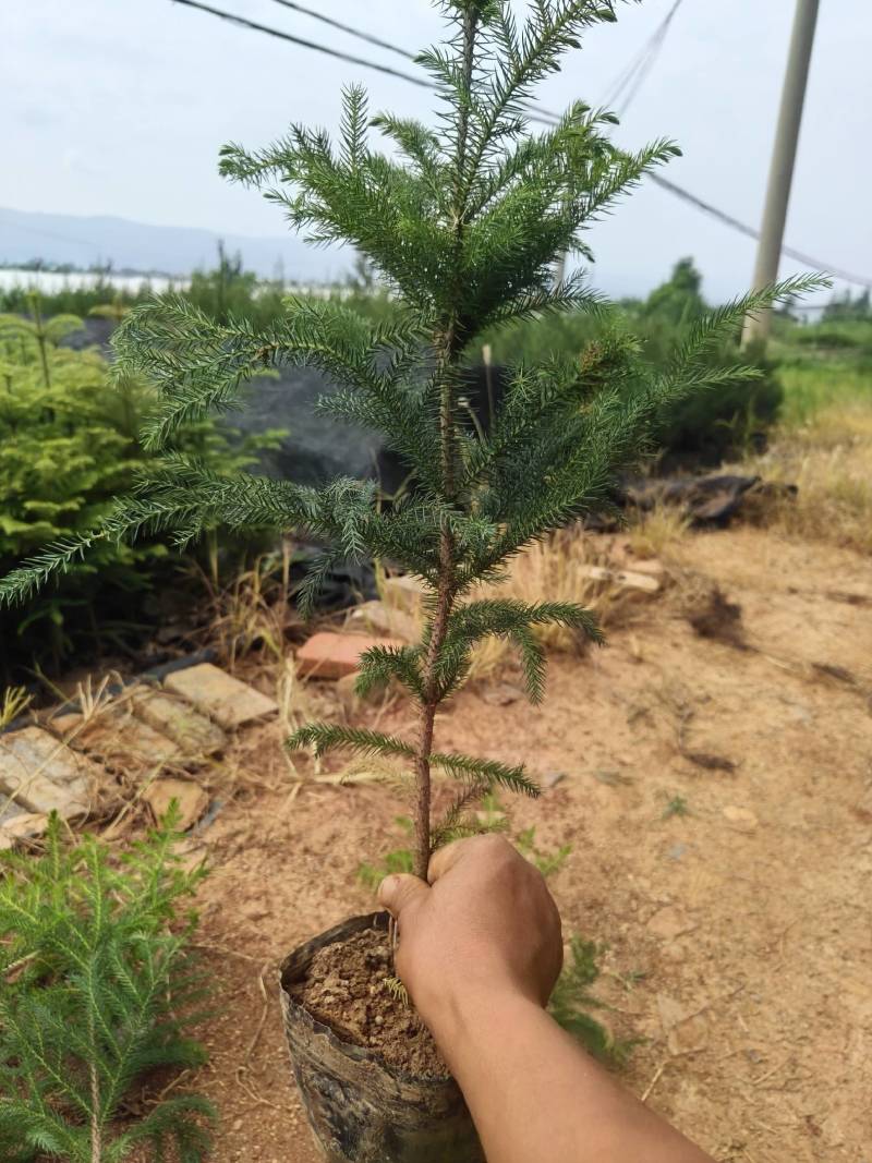 南洋杉16.18杯苗大量供应。欢迎来电咨询选购。