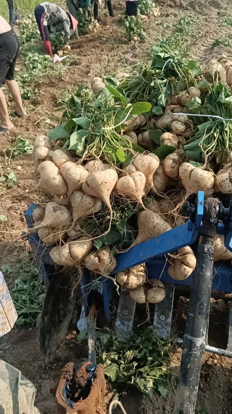 江西宜春凉薯豆薯口感好种植基地货量大欢迎致电