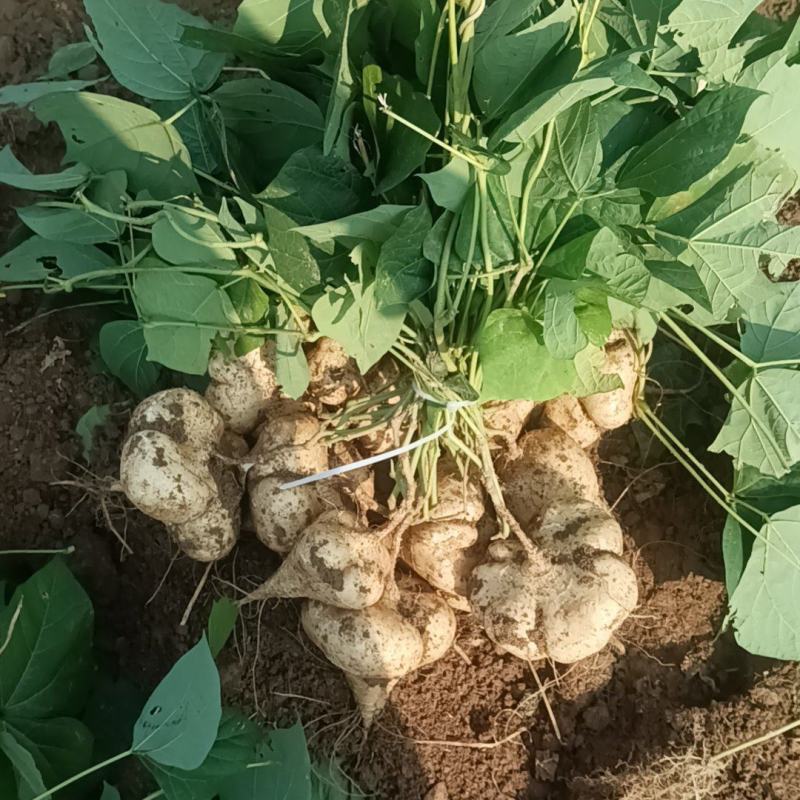 江西凉薯。种植基地供货量大新苗凉薯口感脆甜。多汁水分足。