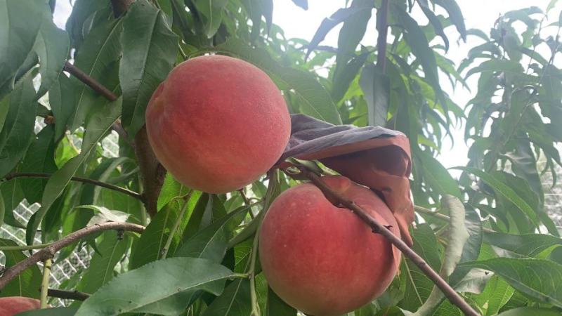 深州蜜桃秋锦、秋丽、580