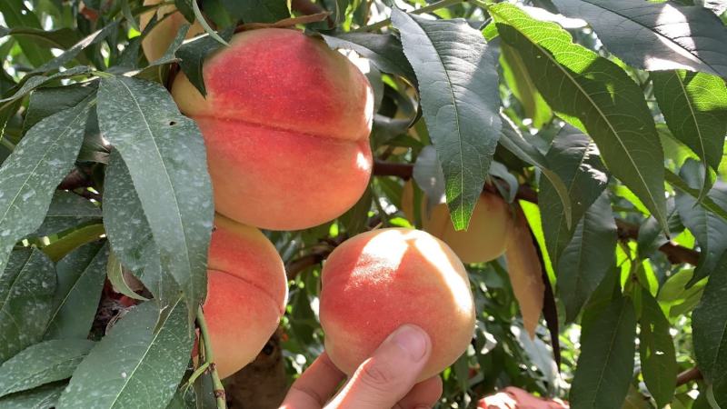 深州蜜桃秋锦、秋丽、580