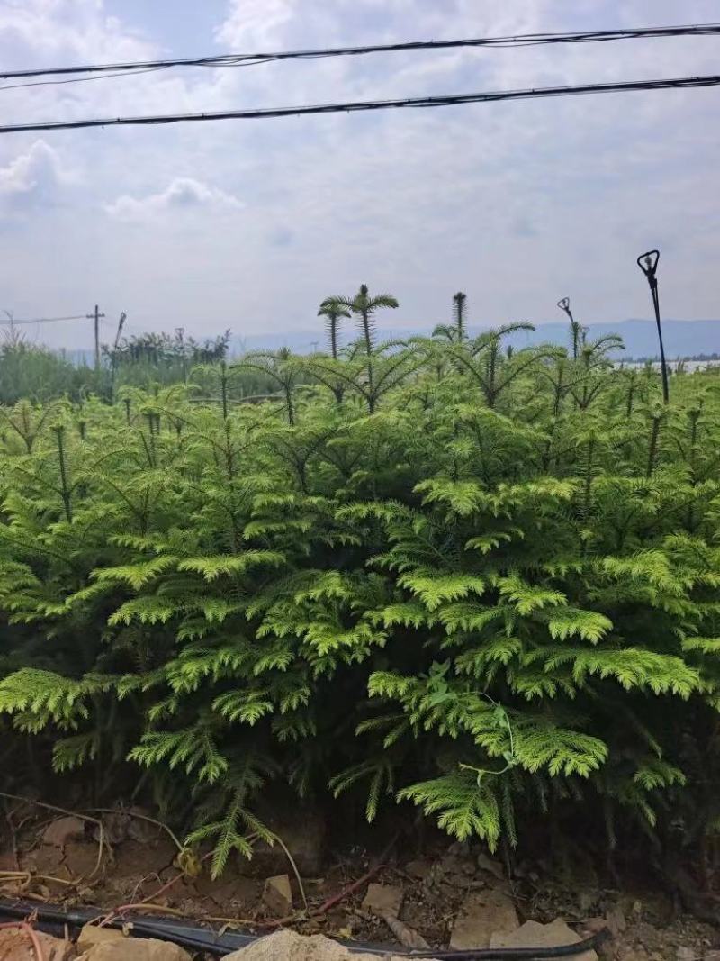 南洋杉，