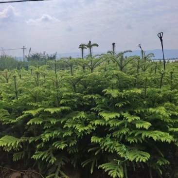 南洋杉，
